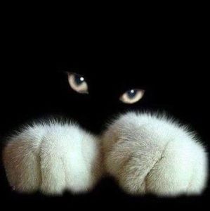 Meet your Posher, Jacqueline ann